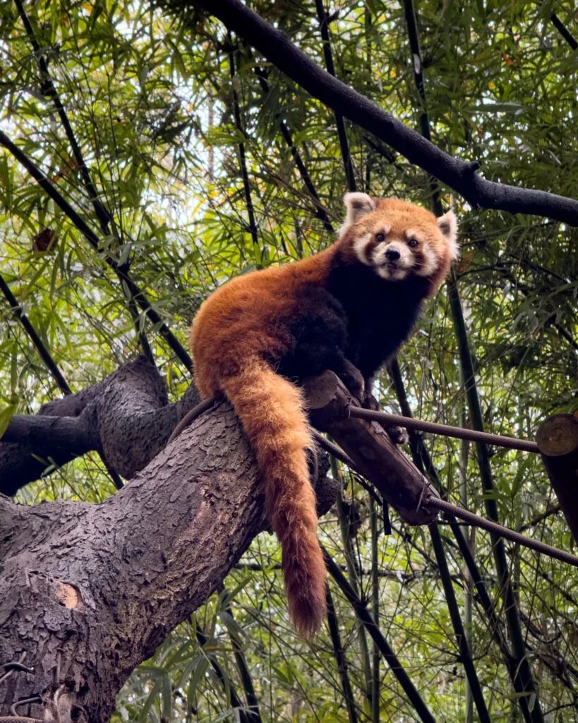 귀여운 레서 판다(Red Panda)와의 만남
